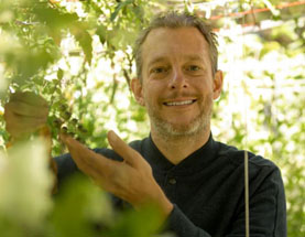 Steven Biggs Figs Cultivator